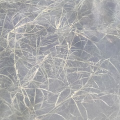 Potamogeton foliosus