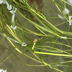 Potamogeton foliosus
