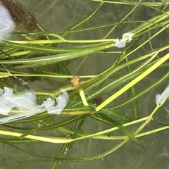 Potamogeton foliosus