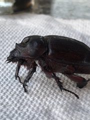 Xyloryctes jamaicensis