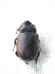 Xyloryctes jamaicensis