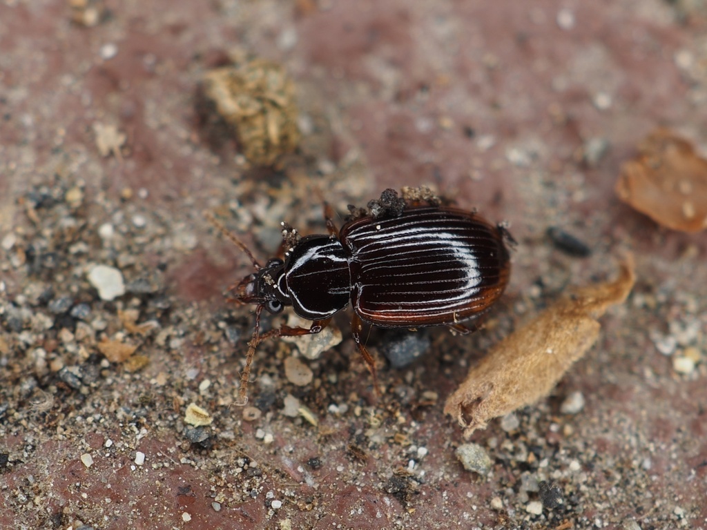 Caelostomus picipes