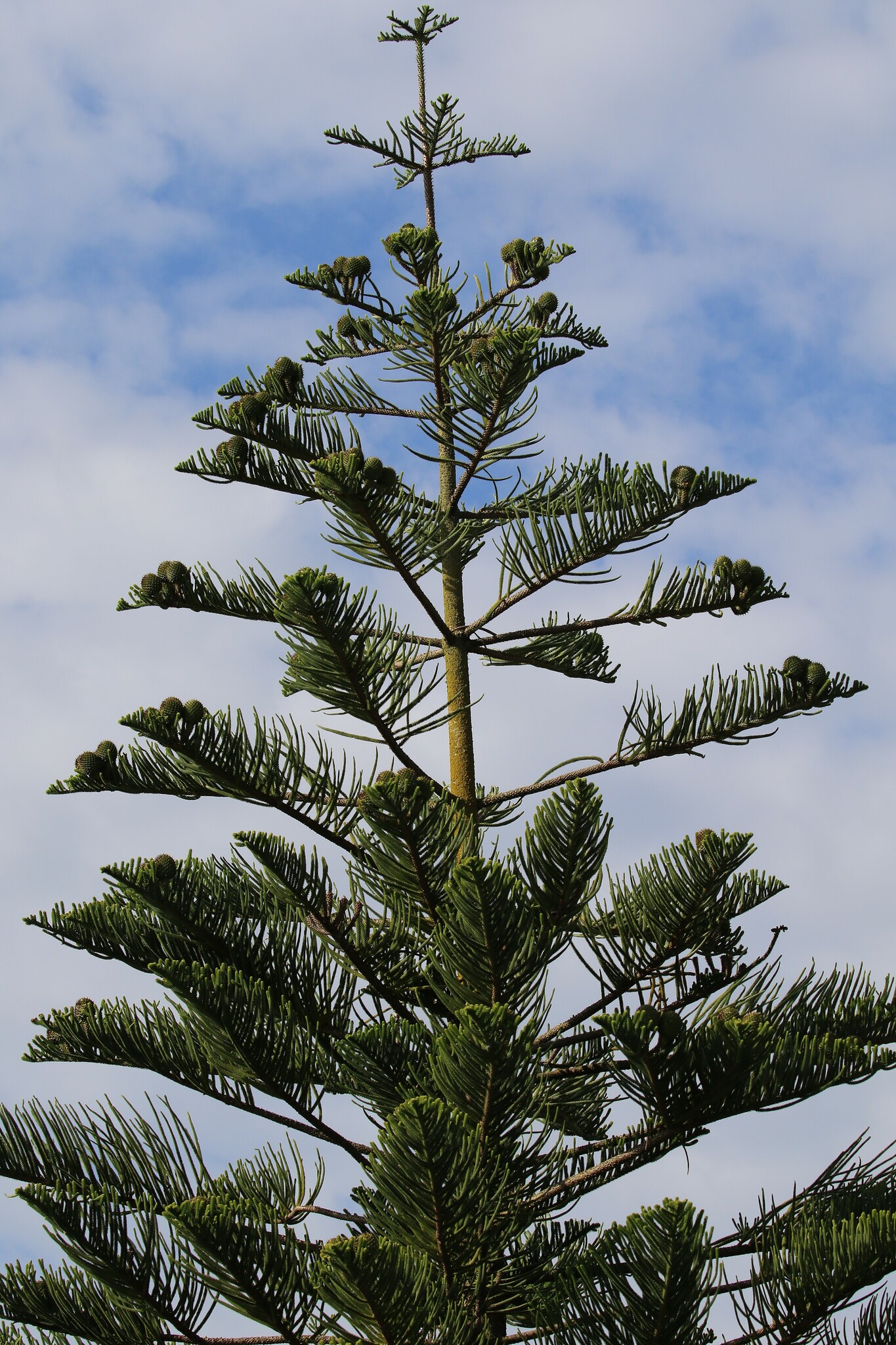 Imagem de Pinheiro-de-Norfolk