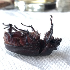 Xyloryctes jamaicensis