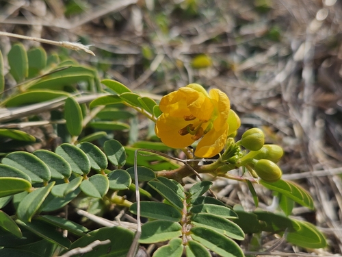 Algarrobilla (Senna sophera)