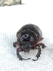 Xyloryctes jamaicensis