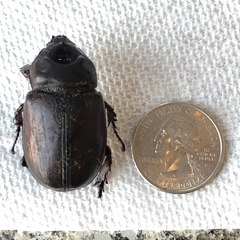 Xyloryctes jamaicensis