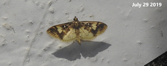 Pseudebulea fentoni