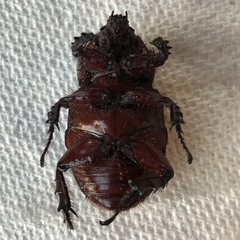 Xyloryctes jamaicensis