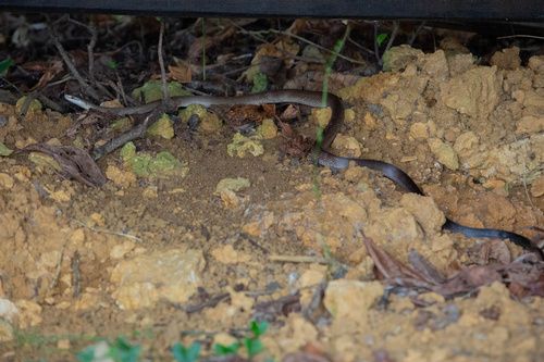 Photo of a Reddish Rat Snake (erythrurus) (Coelognathus erythrurus)