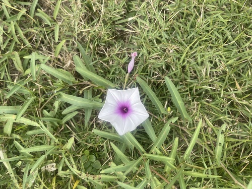 Water Morning Glory