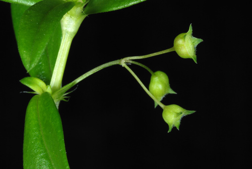 Oldenlandia corymbosa