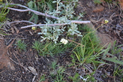 Triantha occidentalis