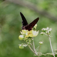 Mimoides thymbraeus aconophos