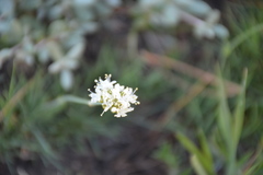 Triantha occidentalis