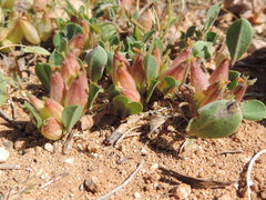 Tripodion tetraphyllum