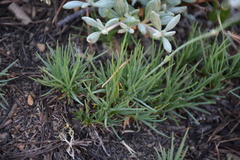 Triantha occidentalis