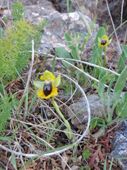 Ophrys lutea lutea