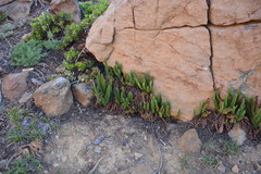 Polystichum lemmonii