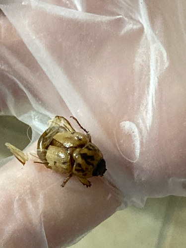 Photo of Argentinian Scarab (Cyclocephala signaticollis)