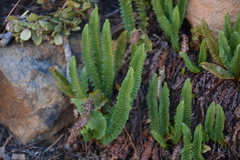 Polystichum lemmonii