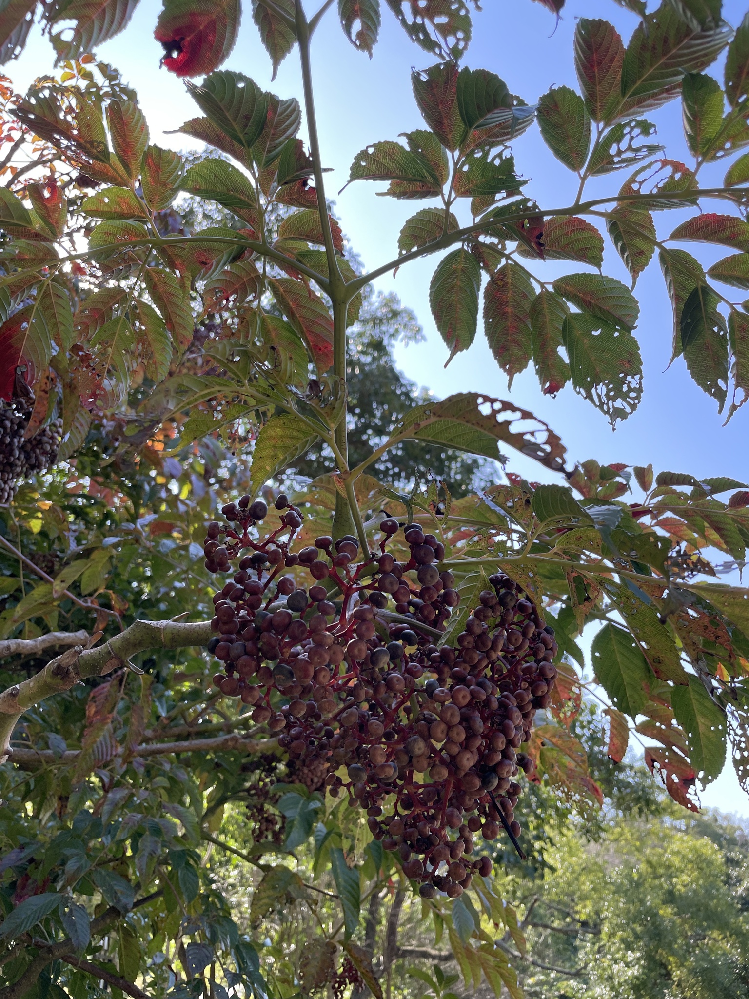Imagem de Café-de-bugre
