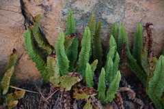 Polystichum lemmonii