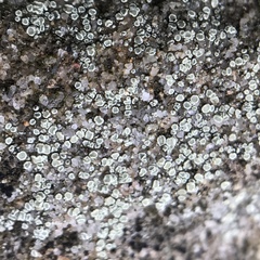 Lecanora polytropa