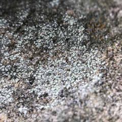 Lecanora polytropa