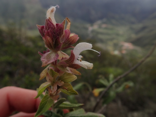 Foto de Sálvia-das-Canárias