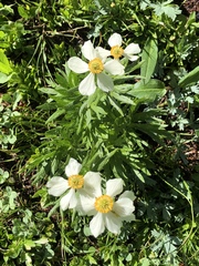 Anemonastrum
