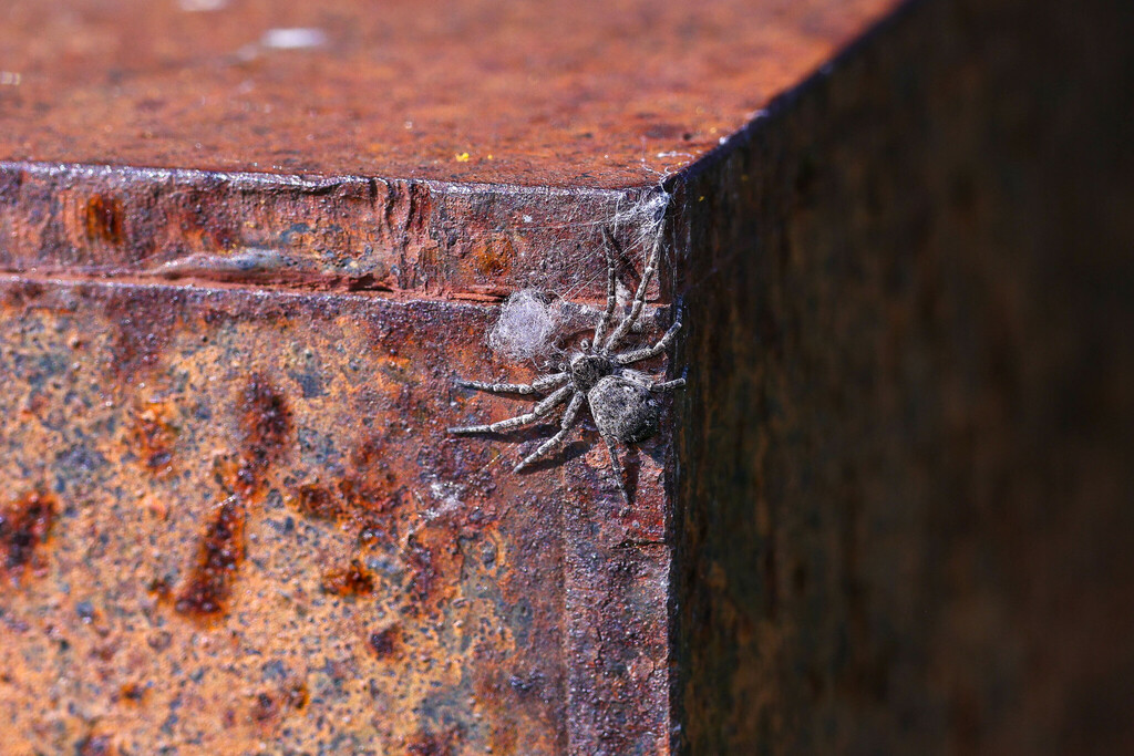 Emargidromus emarginatus