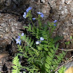 Polemonium pulcherrimum delicatum