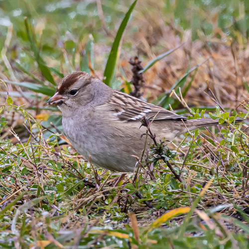 White-crowned Sparrow photographed in New Jersey