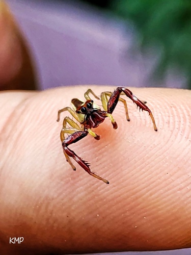 Epocilla praetextata
