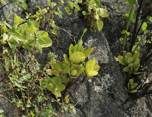 Kalanchoe glaucescens Britten
