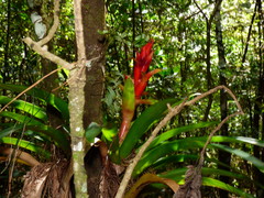 Tillandsia yunckeri