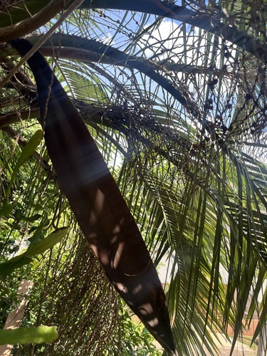 Foto de Butiá-da-praia