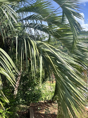 Foto de Butiá-da-praia