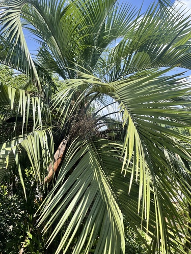 Foto de Butiá-da-praia