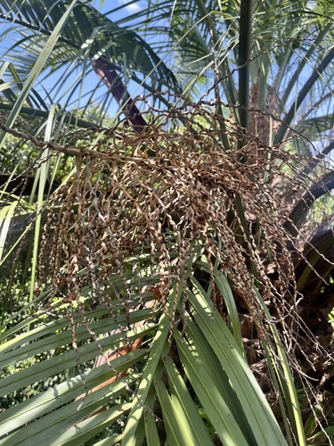 Foto de Butiá-da-praia