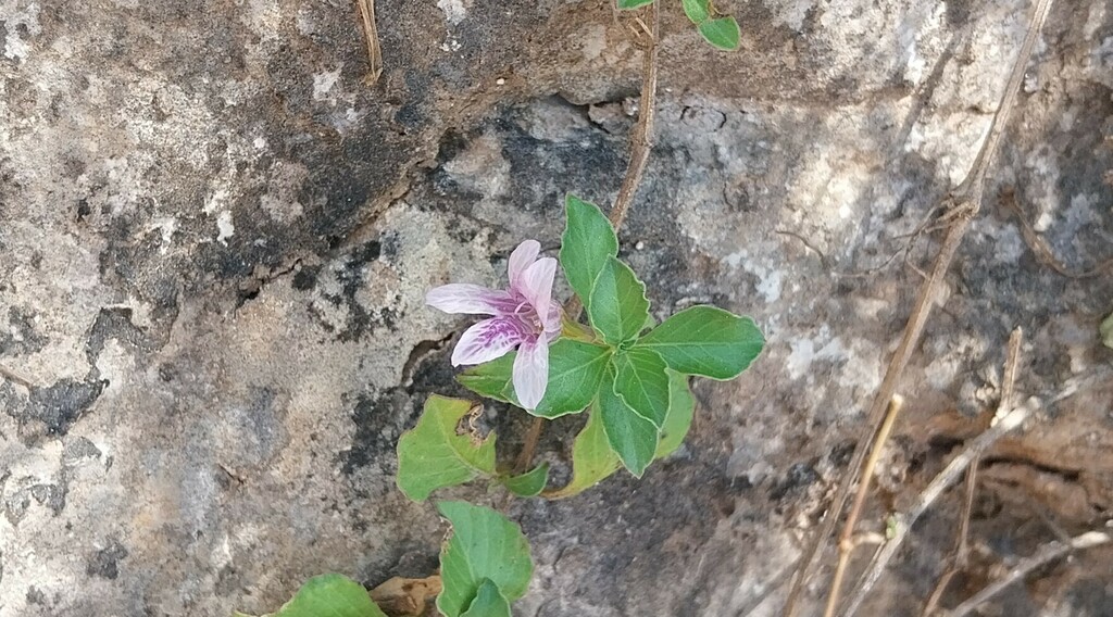 Dyschoriste dalyi