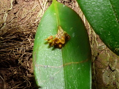 Acianthera