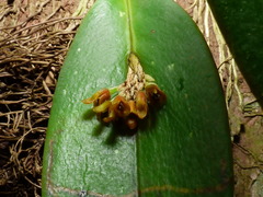 Acianthera