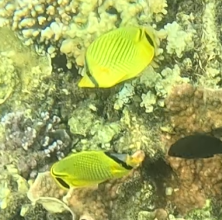 Latticed Butterflyfish