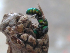 Pithitis