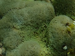 Ancylocaris brevicarpalis