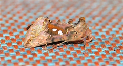 Autographa bimaculata
