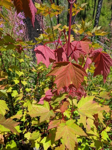 Acer glabrum, photographed by an iNaturalist contributor