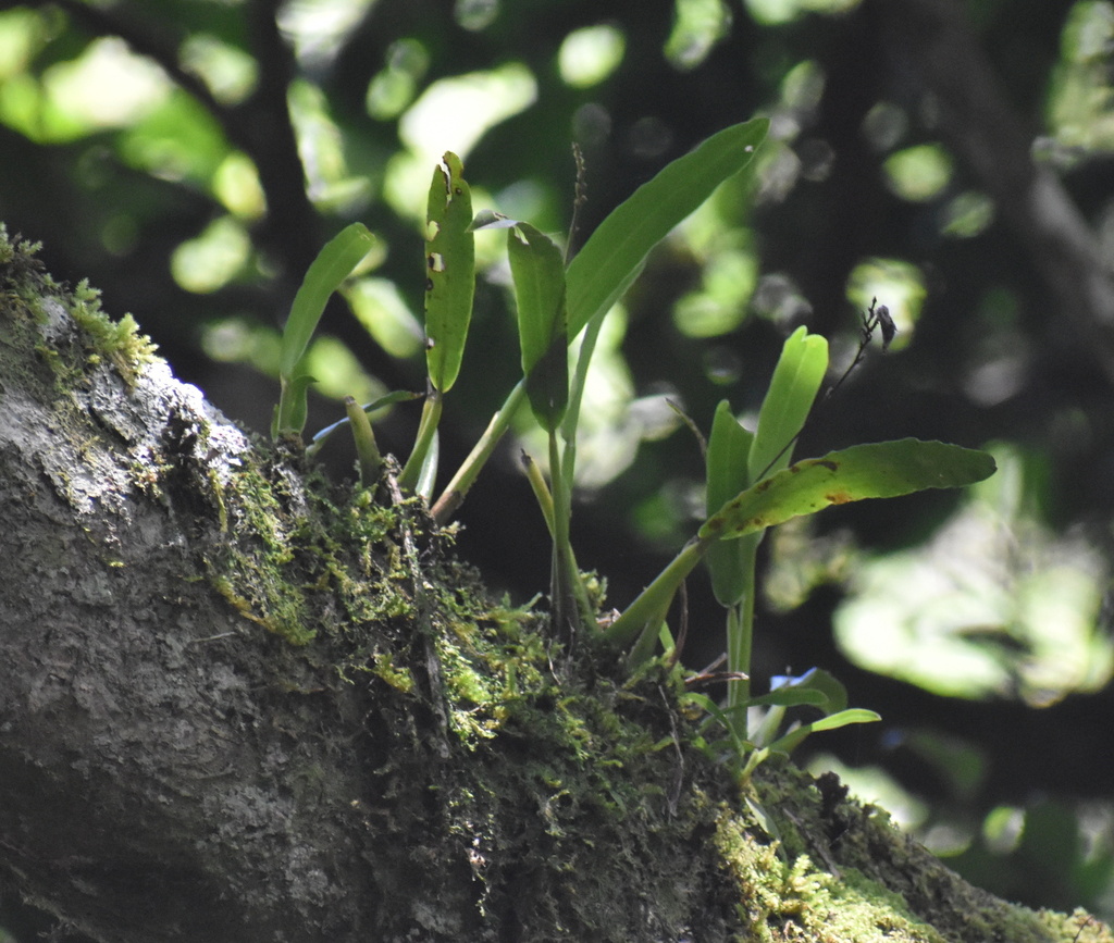 Polystachya cultriformis